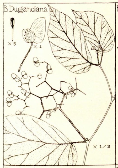 B. dugandiana